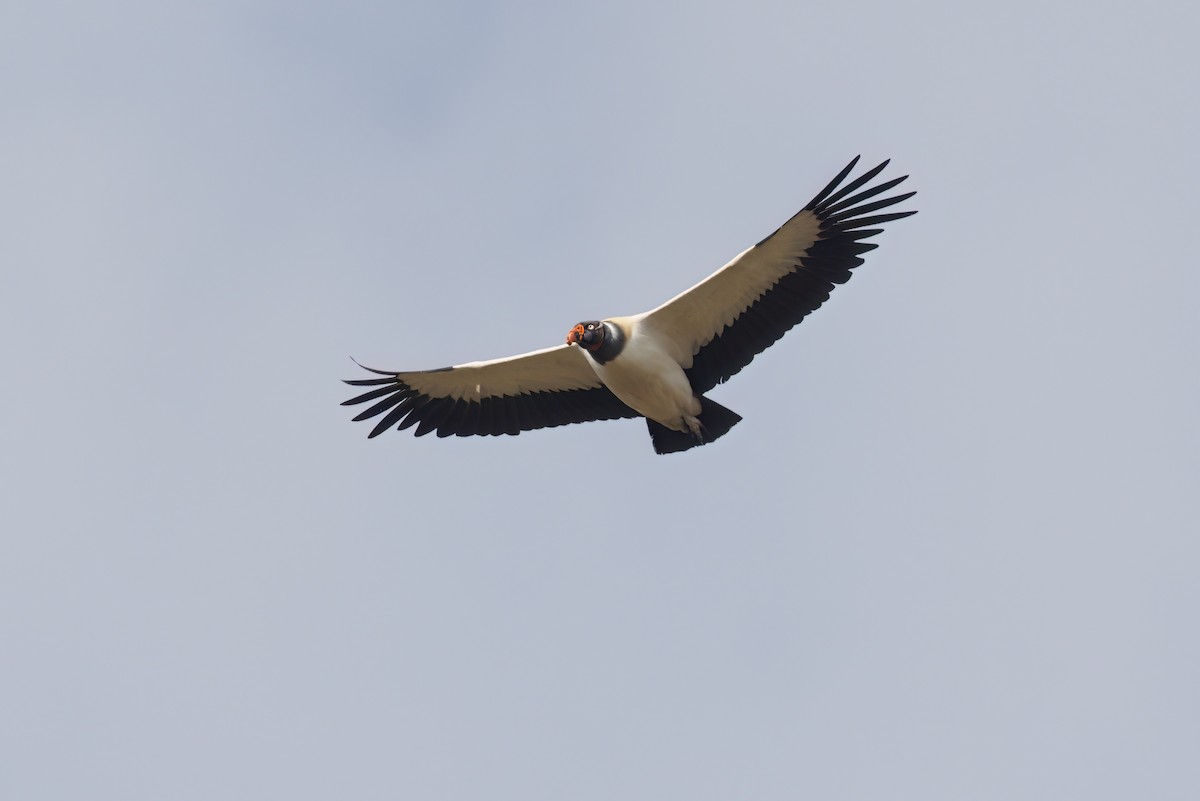 King Vulture - ML526104611