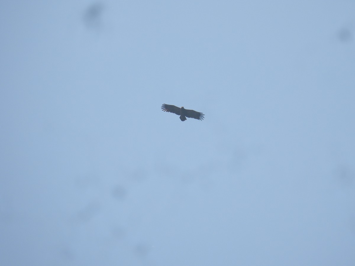 Greater Spotted Eagle - Navin  P Mathew