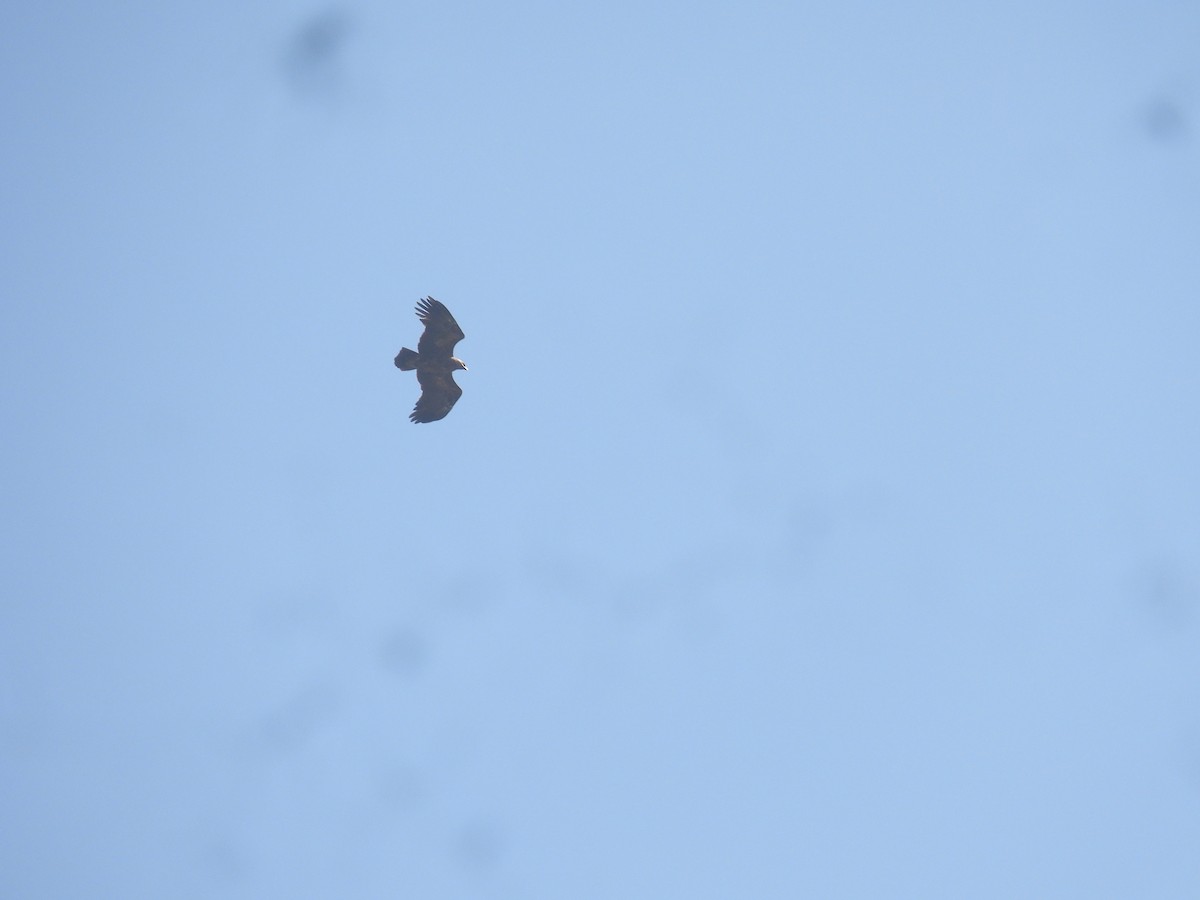 Greater Spotted Eagle - ML526105851