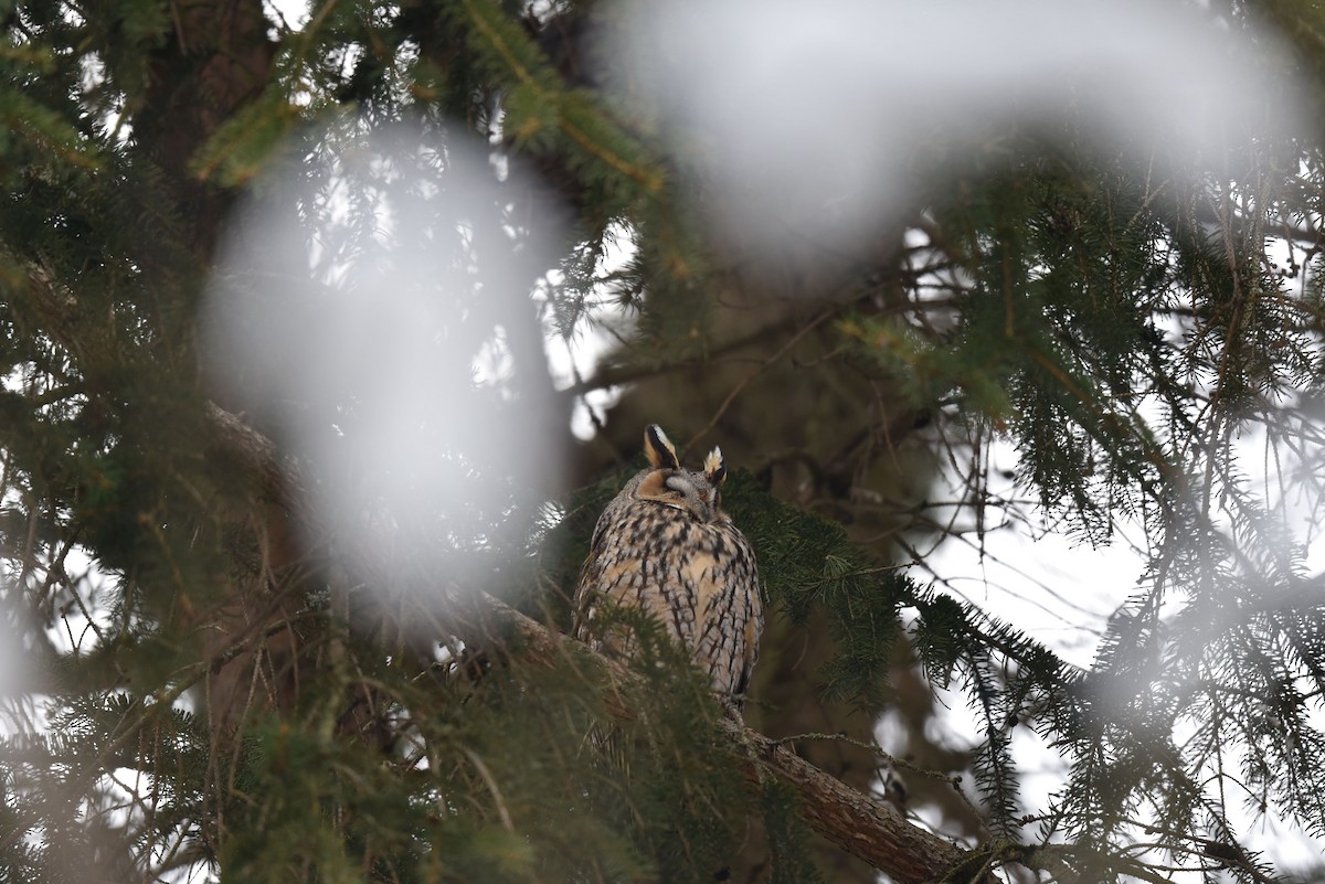 Long-eared Owl - Rabea Randler