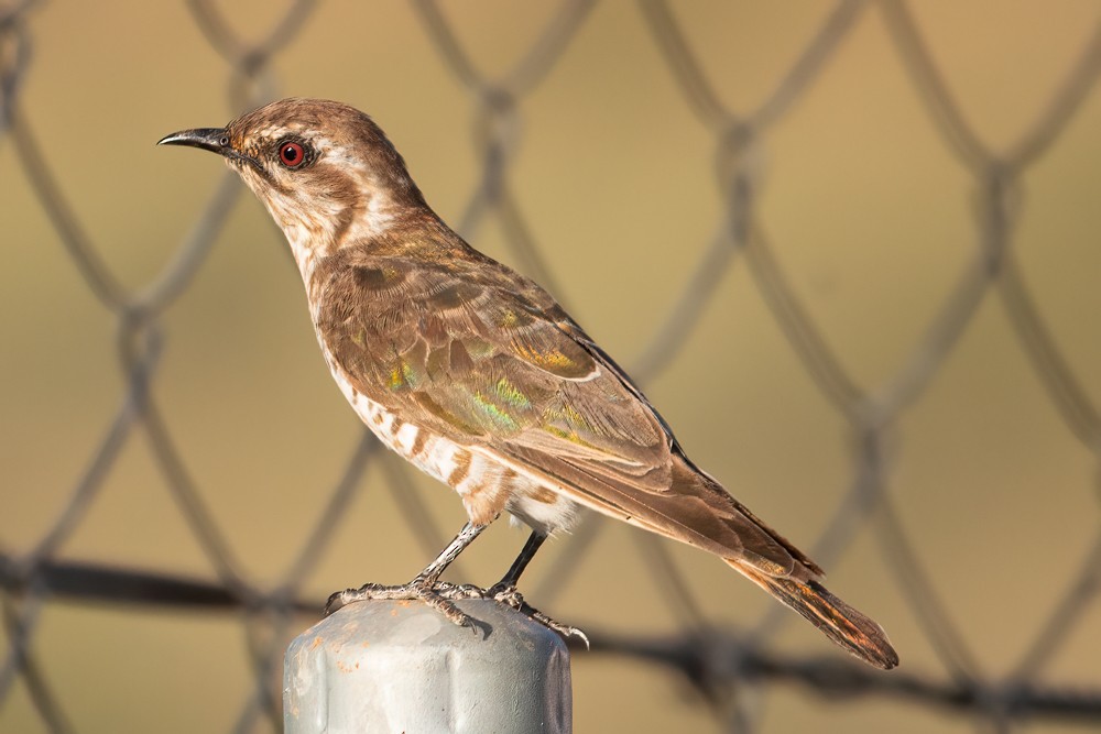 Horsfield's Bronze-Cuckoo - ML526107941