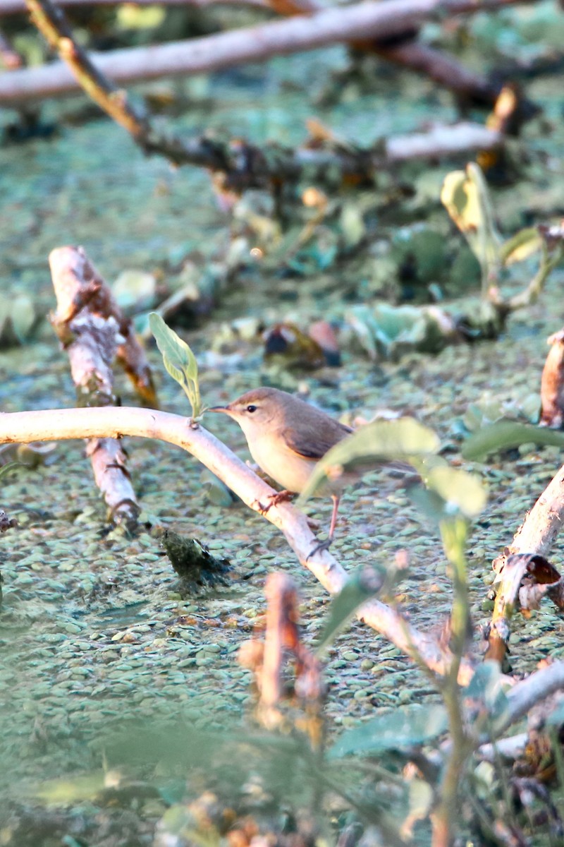 Paddyfield Warbler - ML526108481