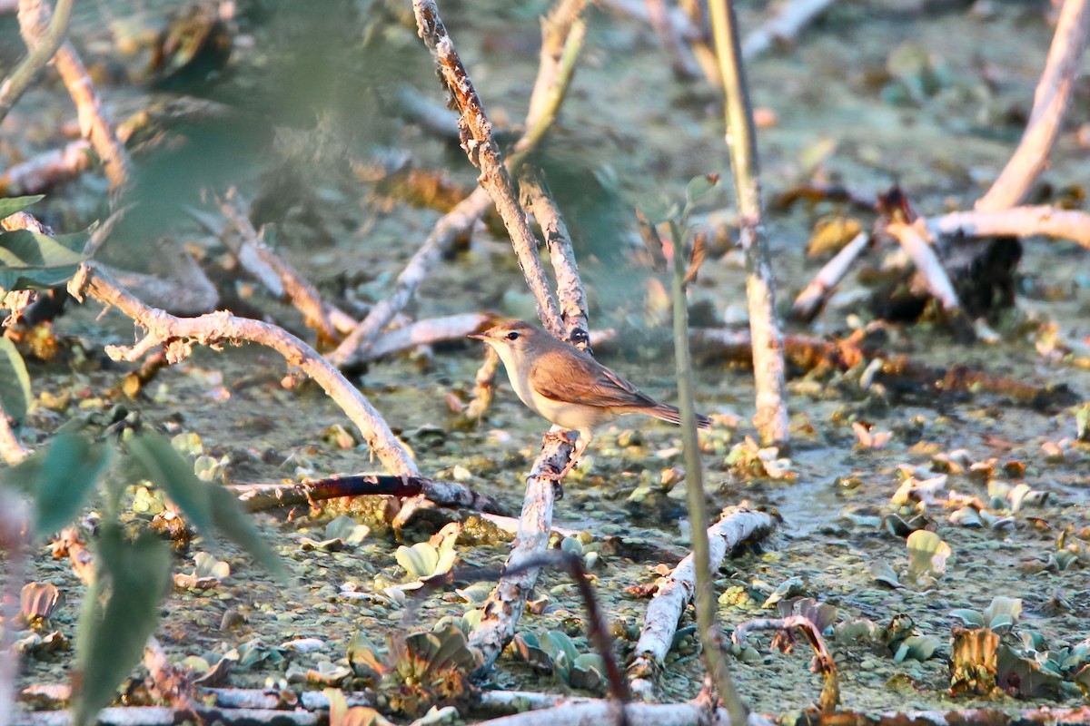 Paddyfield Warbler - Saji P Mathew OFM