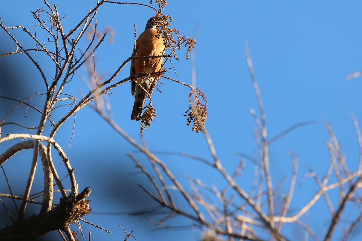 American Robin - ML526108511