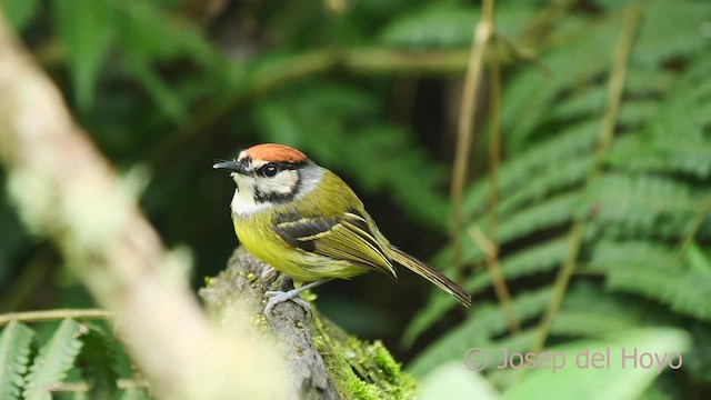 Rufous-crowned Tody-Flycatcher - ML526109261