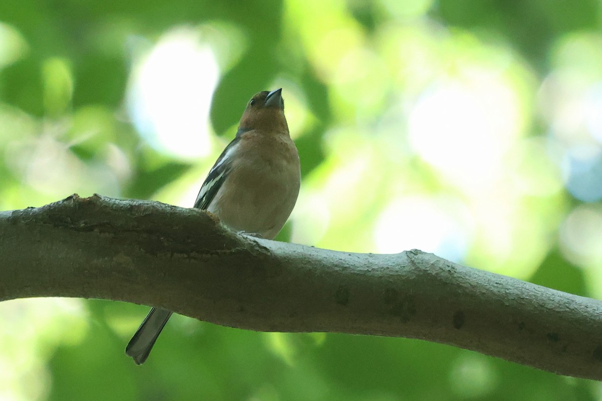 Common Chaffinch - Daniel Engelbrecht - Birding Ecotours