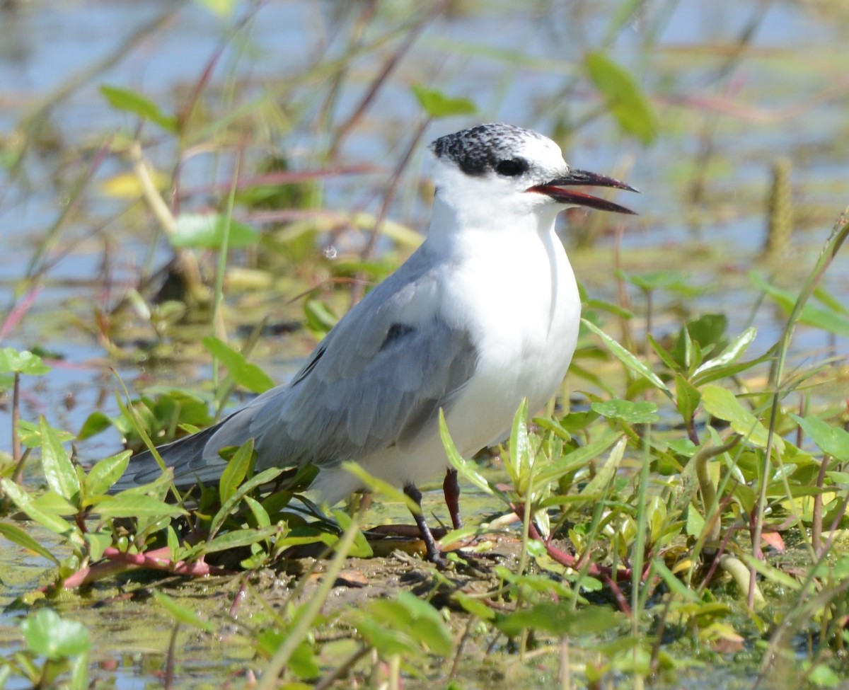 Whiskered Tern - ML526111241