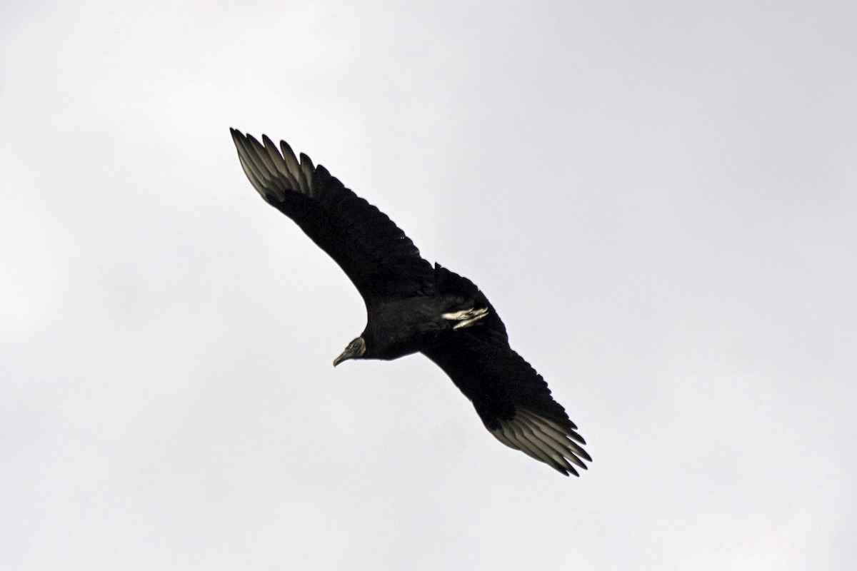 Black Vulture - ML526111391