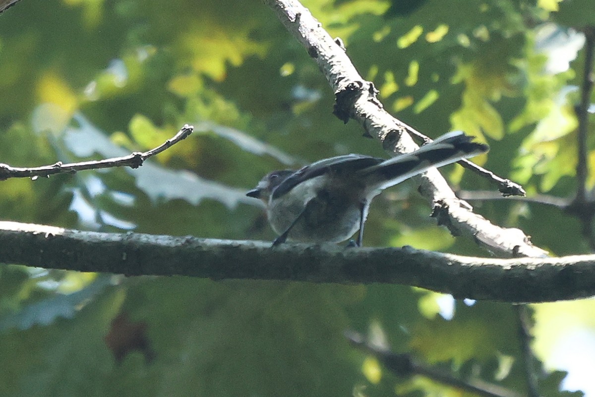 Long-tailed Tit - Daniel Engelbrecht - Birding Ecotours