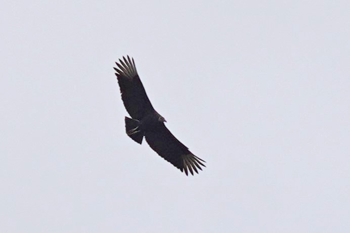 Black Vulture - ML526111481