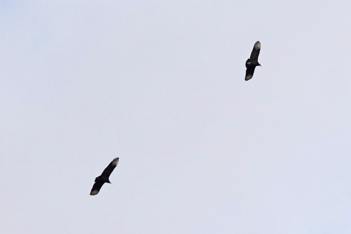 Black Vulture - ML526111491