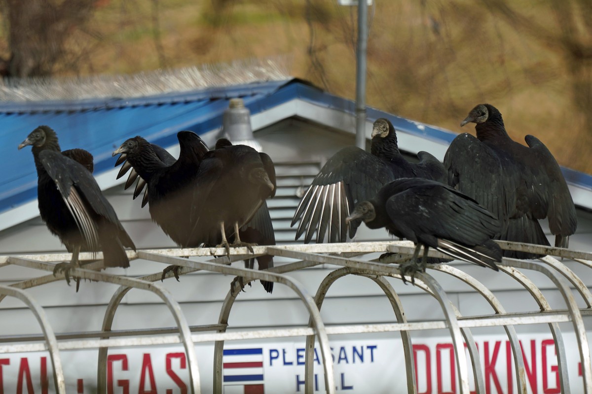 Black Vulture - ML526111541