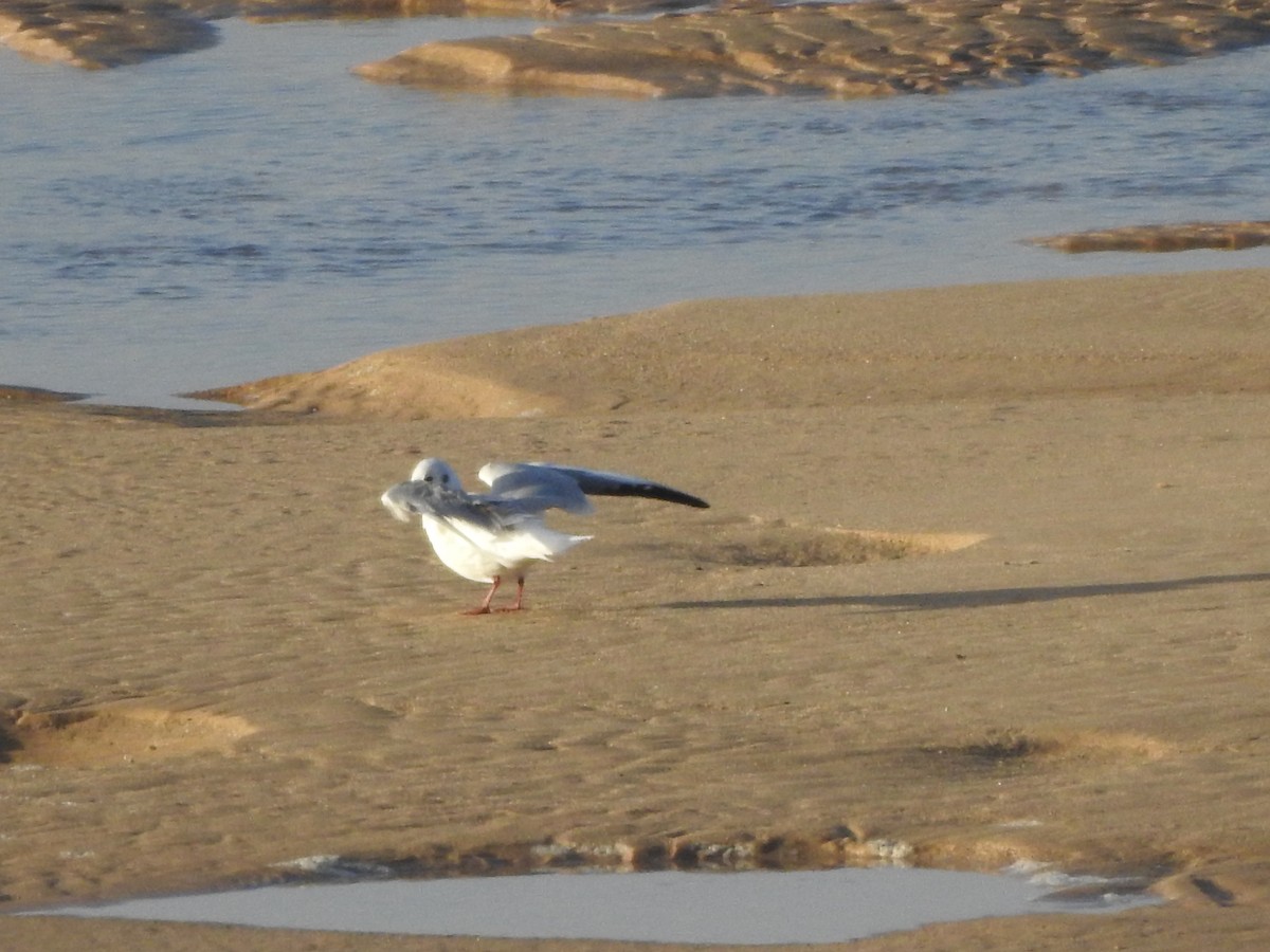 Black-headed Gull - ML526113921