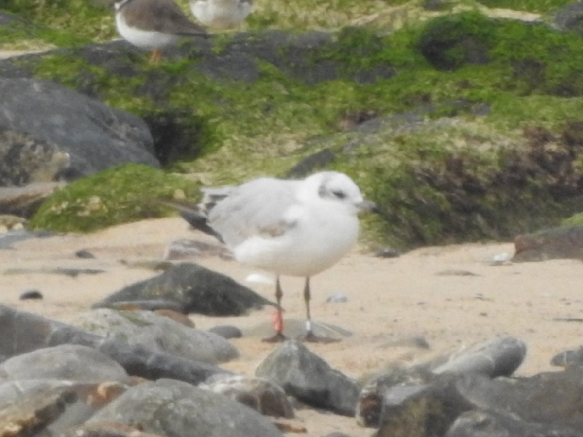 Gaviota Cabecinegra - ML526114161