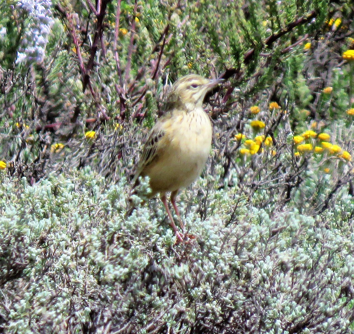 Mountain Pipit - Carmelo de Dios