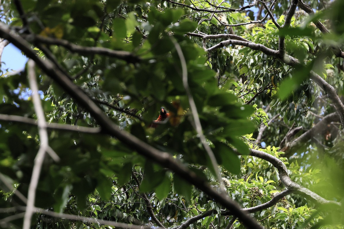 Hindistancevisi Loriketi - ML526115871