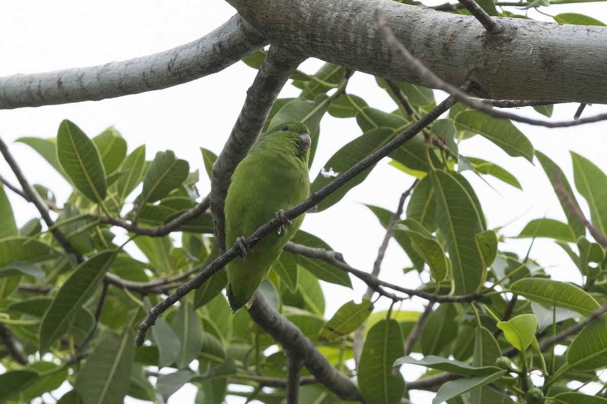 Mexican Parrotlet - ML526116771