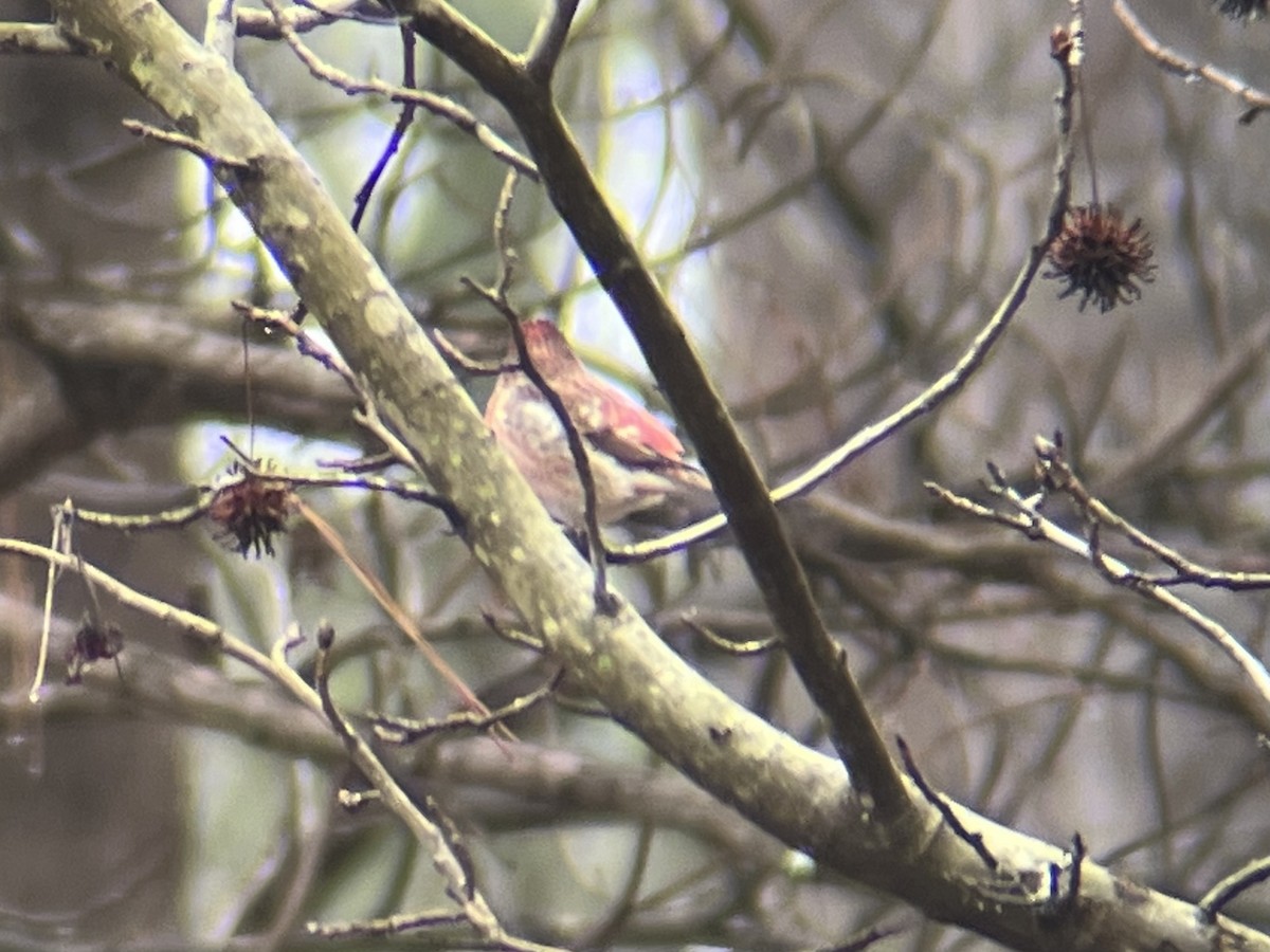 Purple Finch - ML526117001