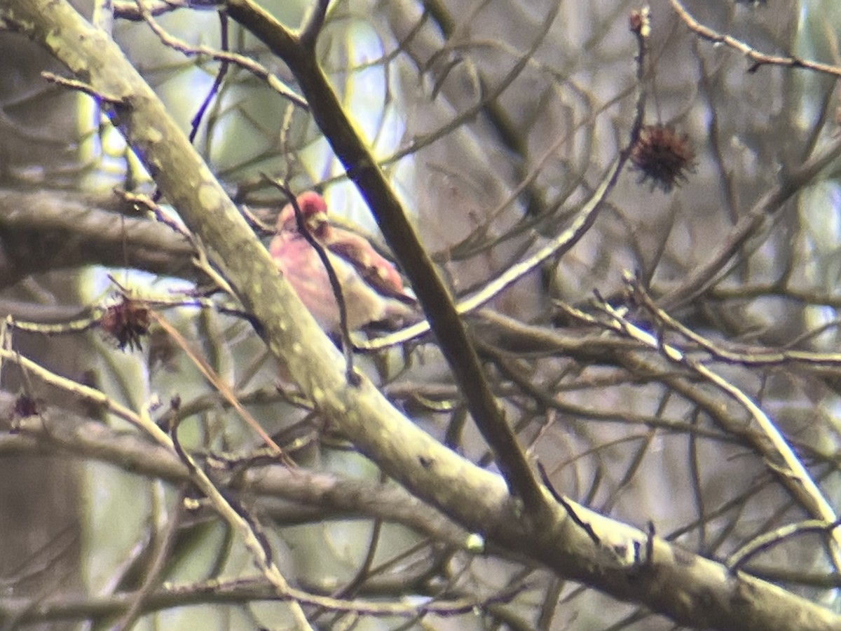 Purple Finch - ML526117011