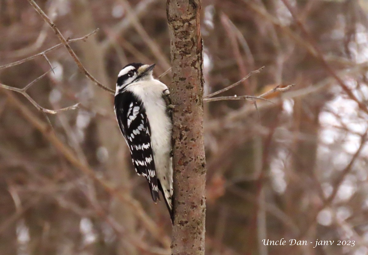 Downy Woodpecker - ML526117271