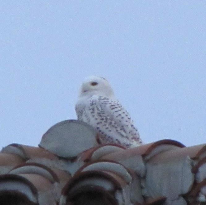 Snowy Owl - ML526117801