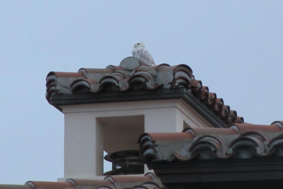 Snowy Owl - ML526117811