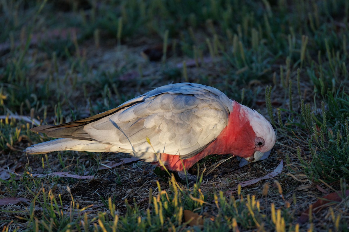 Cacatúa Galah - ML526118221