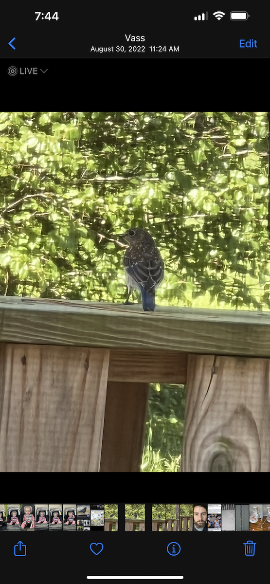 Eastern Bluebird - ML526118981