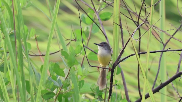 Prinia à ventre jaune - ML526120871