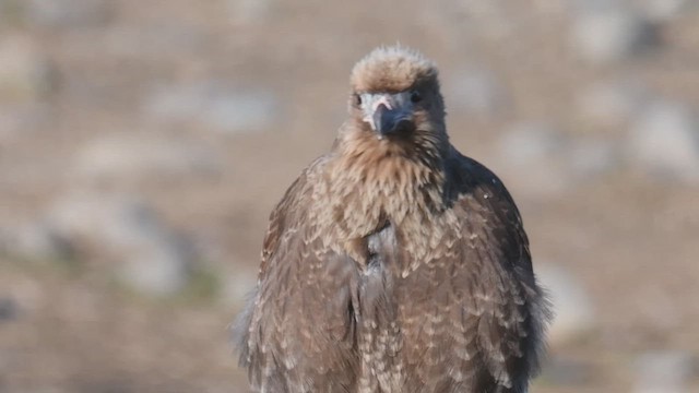 White-throated Caracara - ML526121031