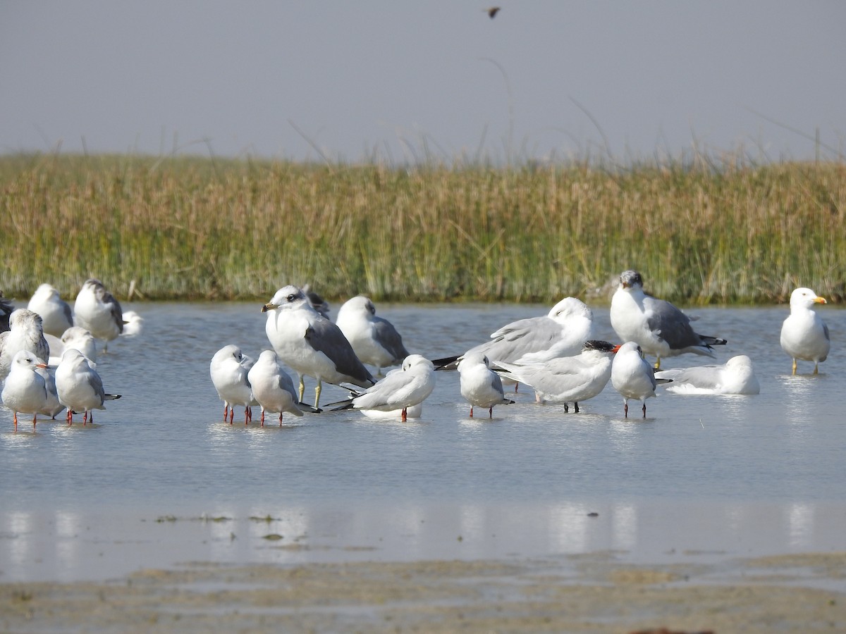 Pallas's Gull - ML526121471