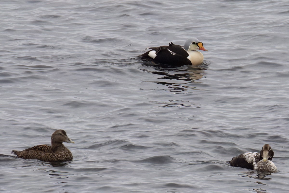 King Eider - ML526122261