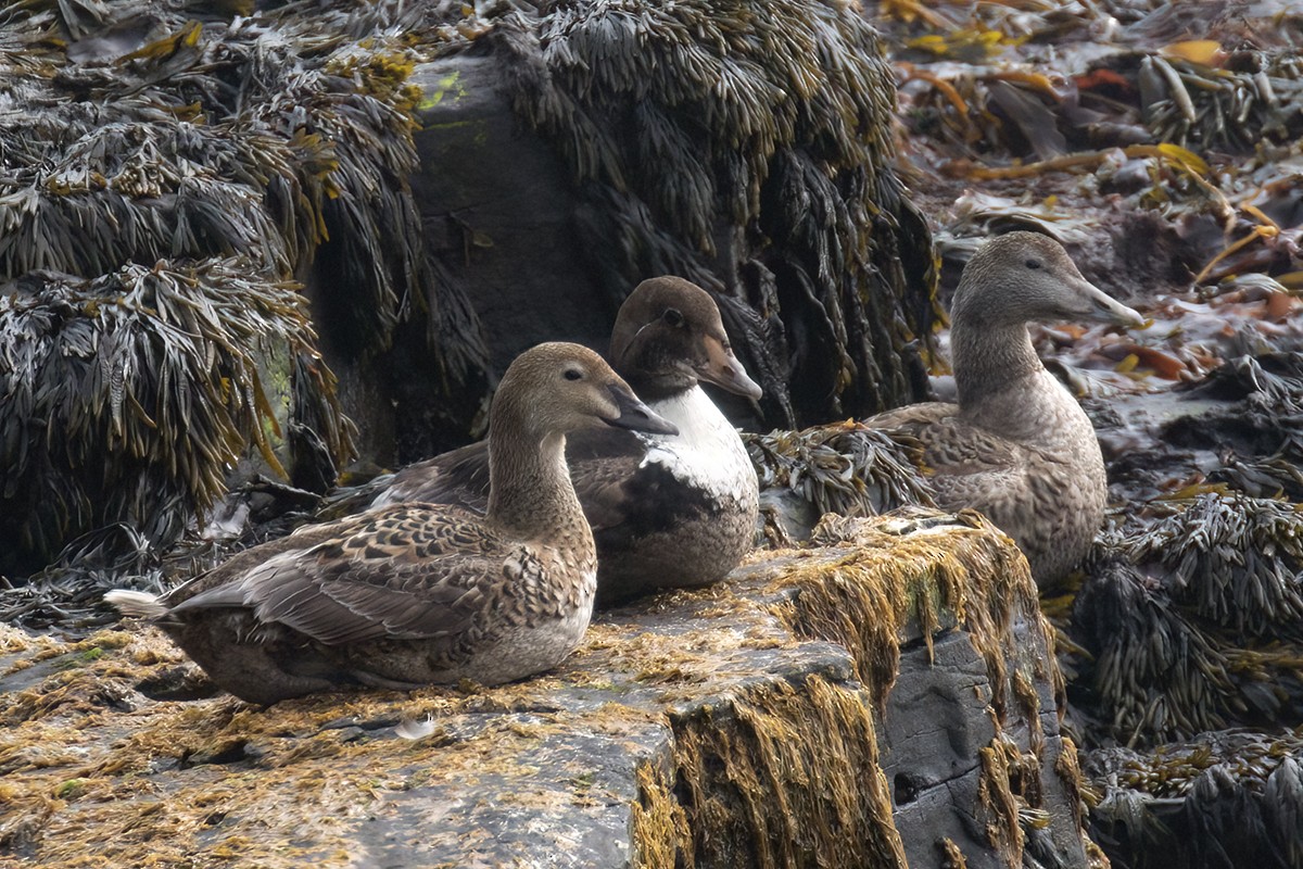 Eider à tête grise - ML526122371