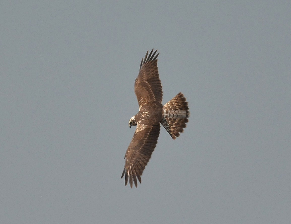 Eastern Marsh Harrier - ML526122501