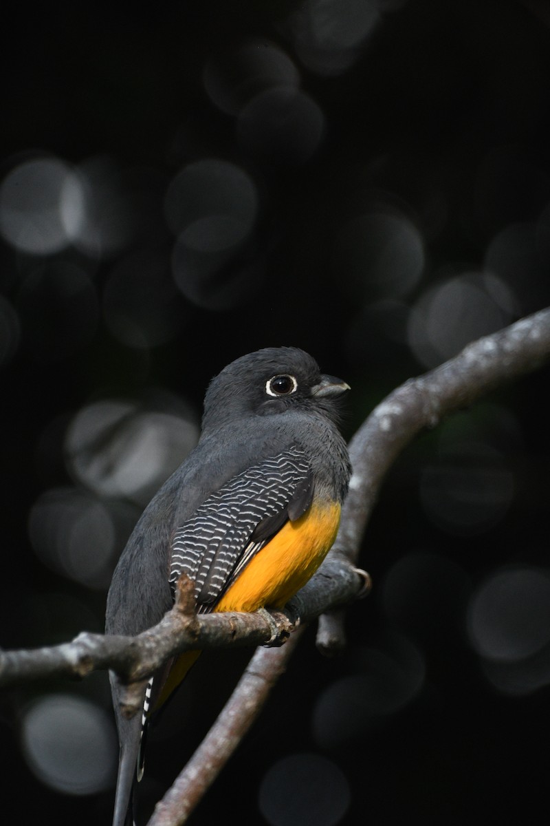 Gartered Trogon - ML526123021