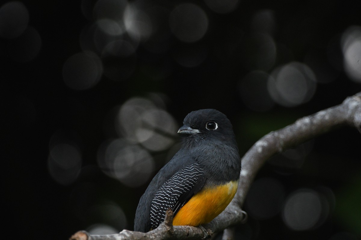 trogon podvazkový - ML526123031