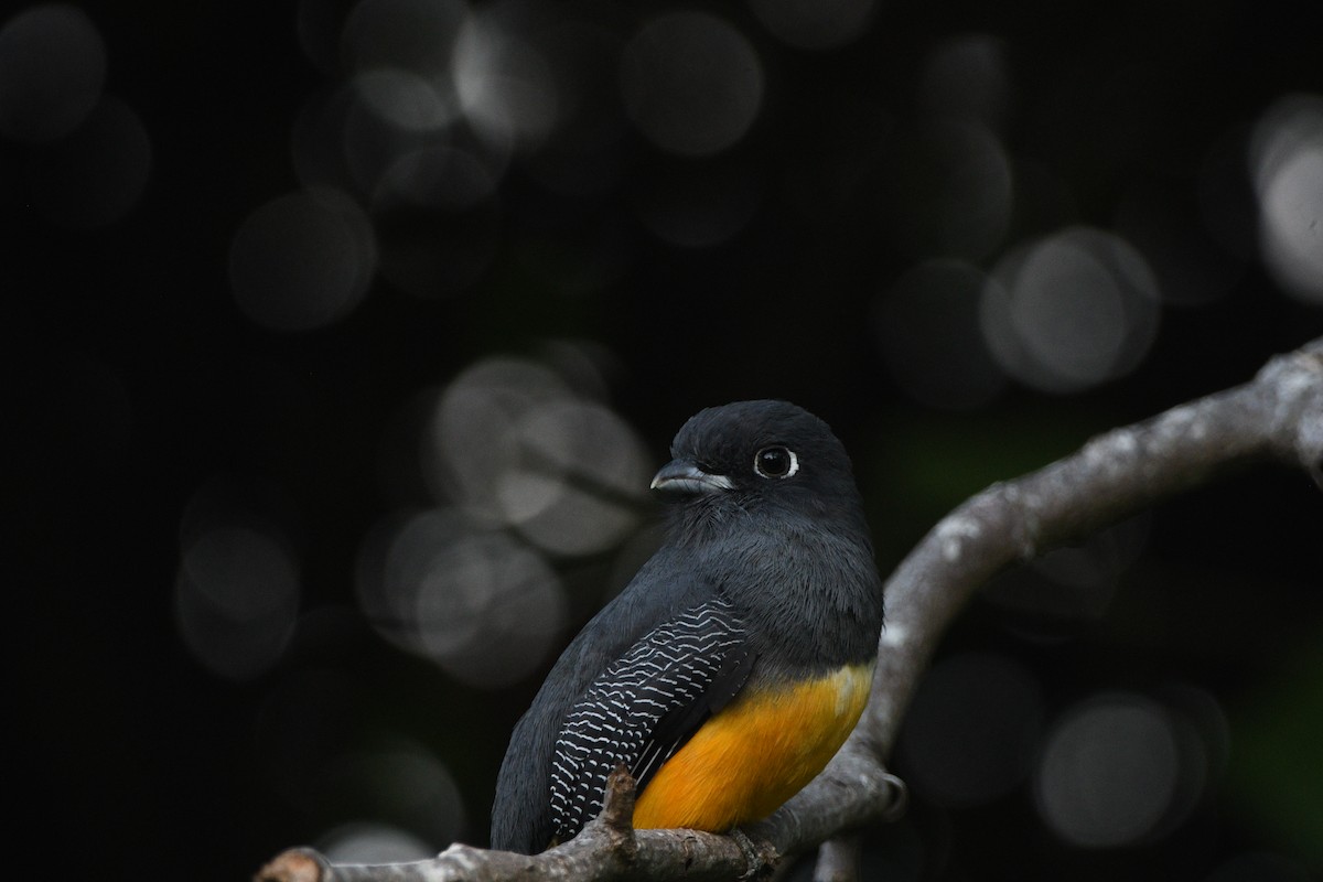 Gartered Trogon - ML526123031