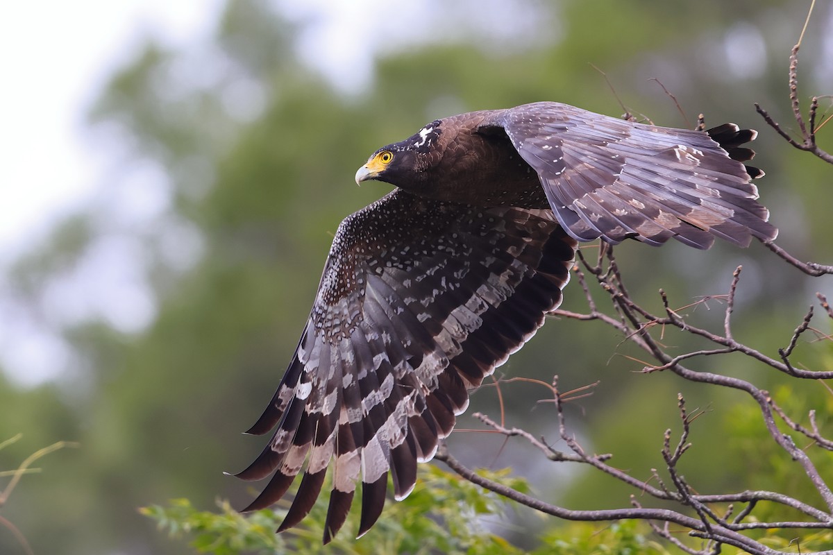 Crested Serpent-Eagle - ML526123331