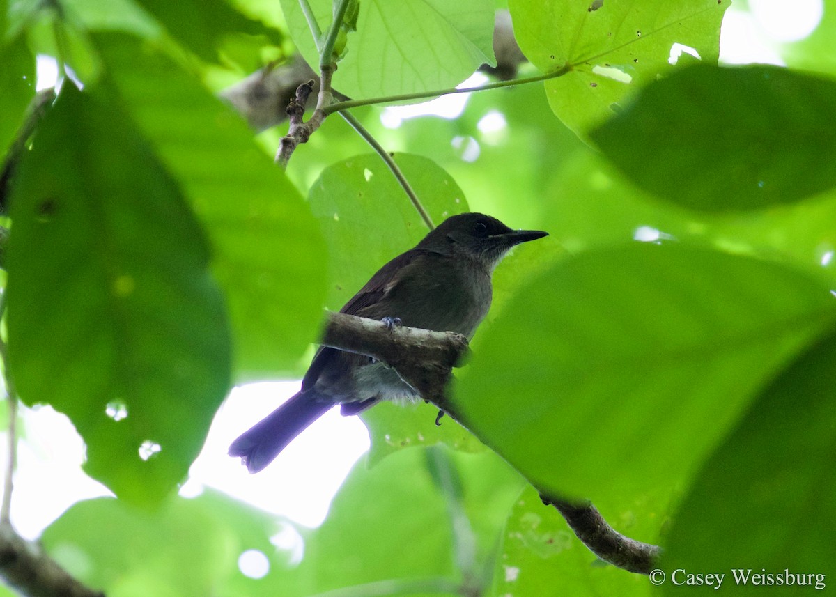 Fiji Shrikebill - ML52612361