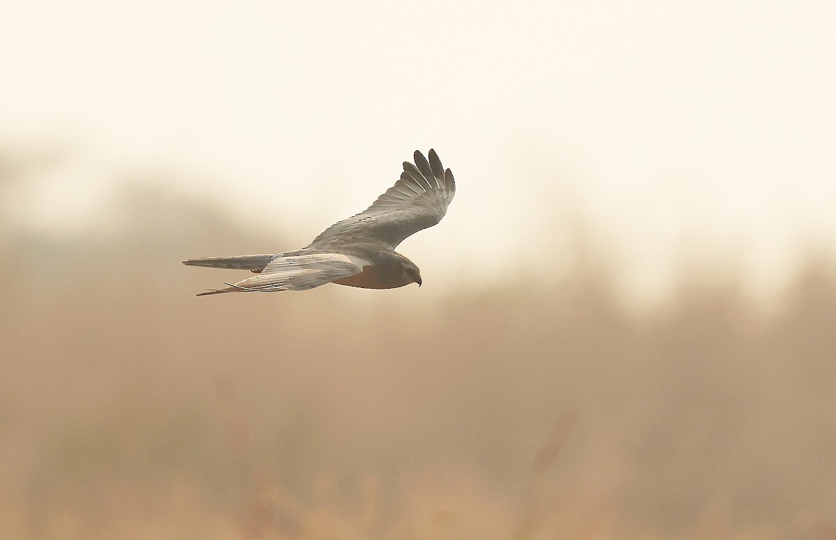 Pallid Harrier - Pranay Juvvadi