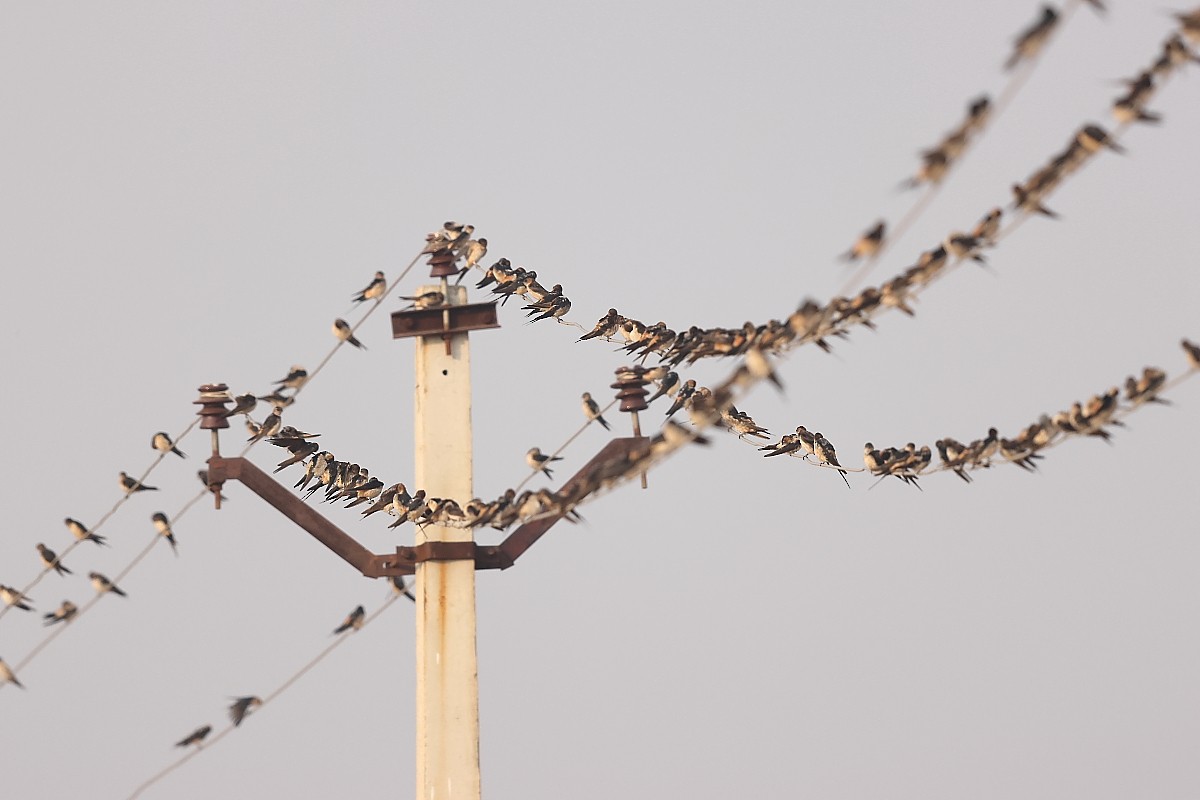 Red-rumped Swallow - Pranay Juvvadi