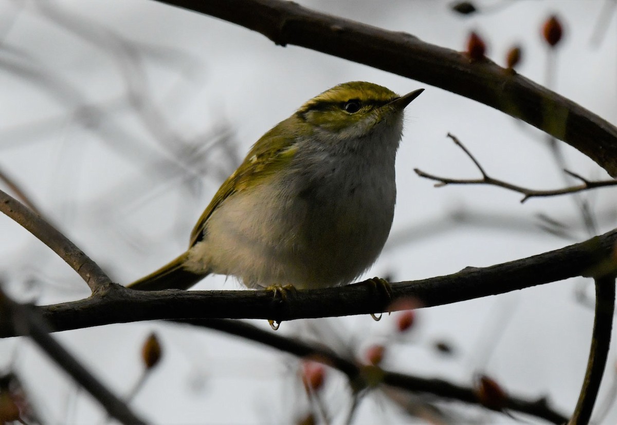 Pallas's Leaf Warbler - ML526126161