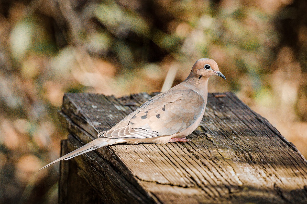 Mourning Dove - ML526126781