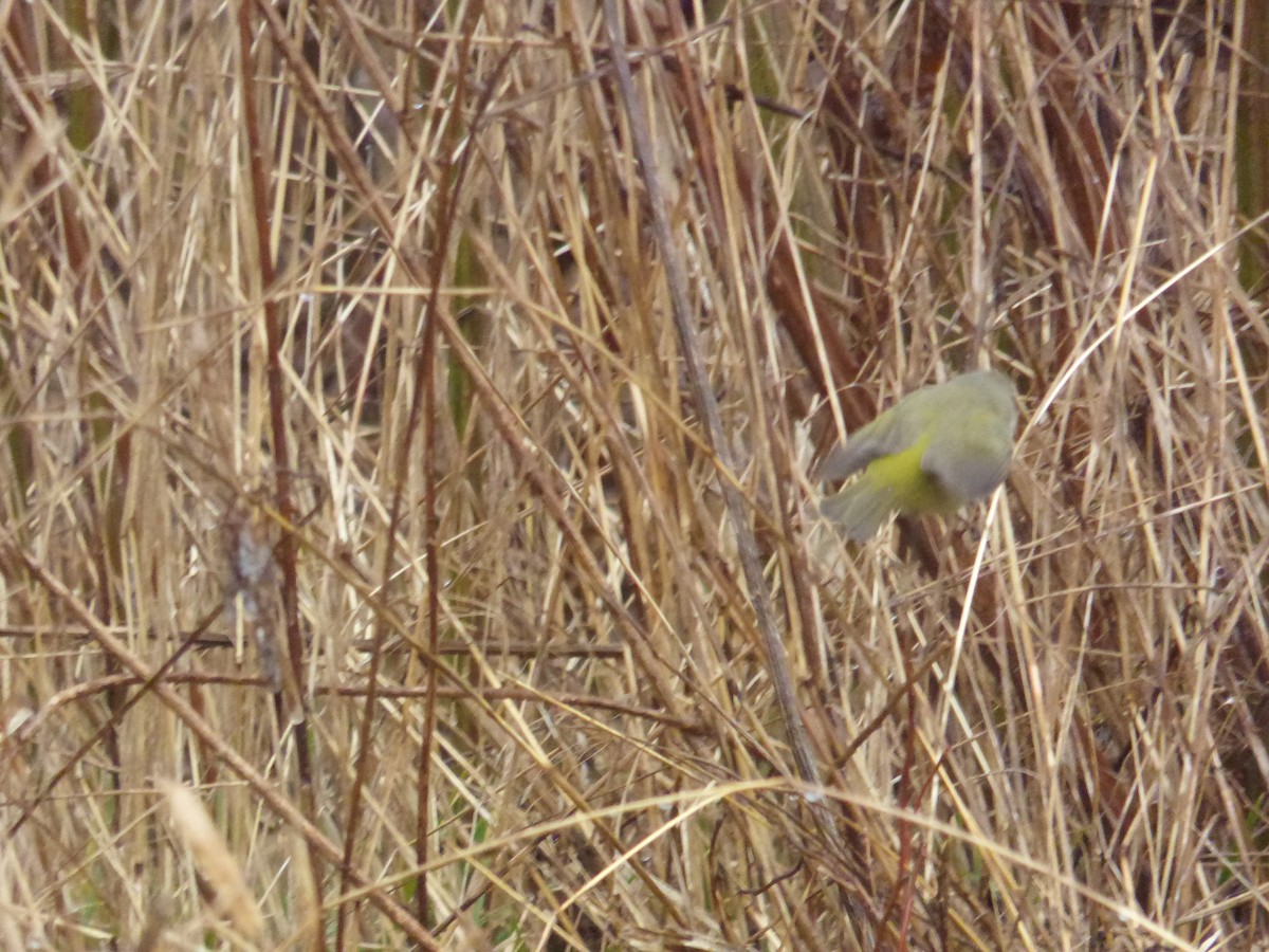 Orange-crowned Warbler - ML526127021