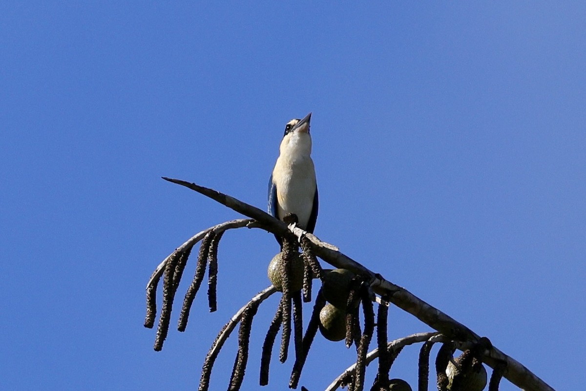 Martin-chasseur du Pacifique (groupe solomonis) - ML526127361