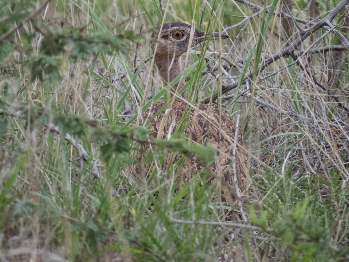 Red-crested Bustard - Robert Lockett