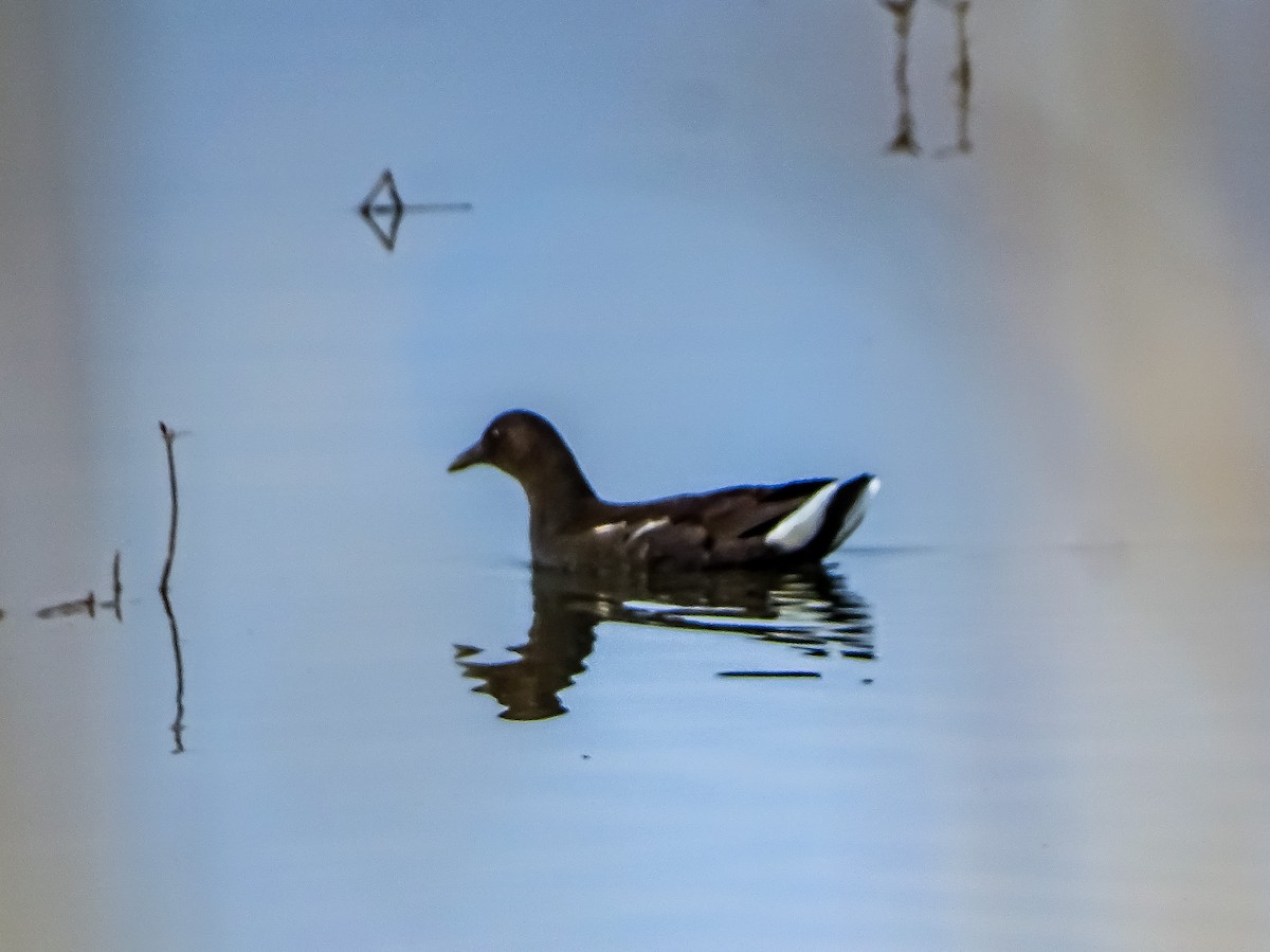 Gallinule poule-d'eau - ML526128721