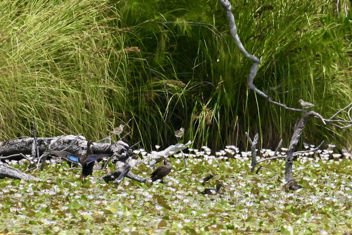 Pacific Golden-Plover - Mike Sylvia