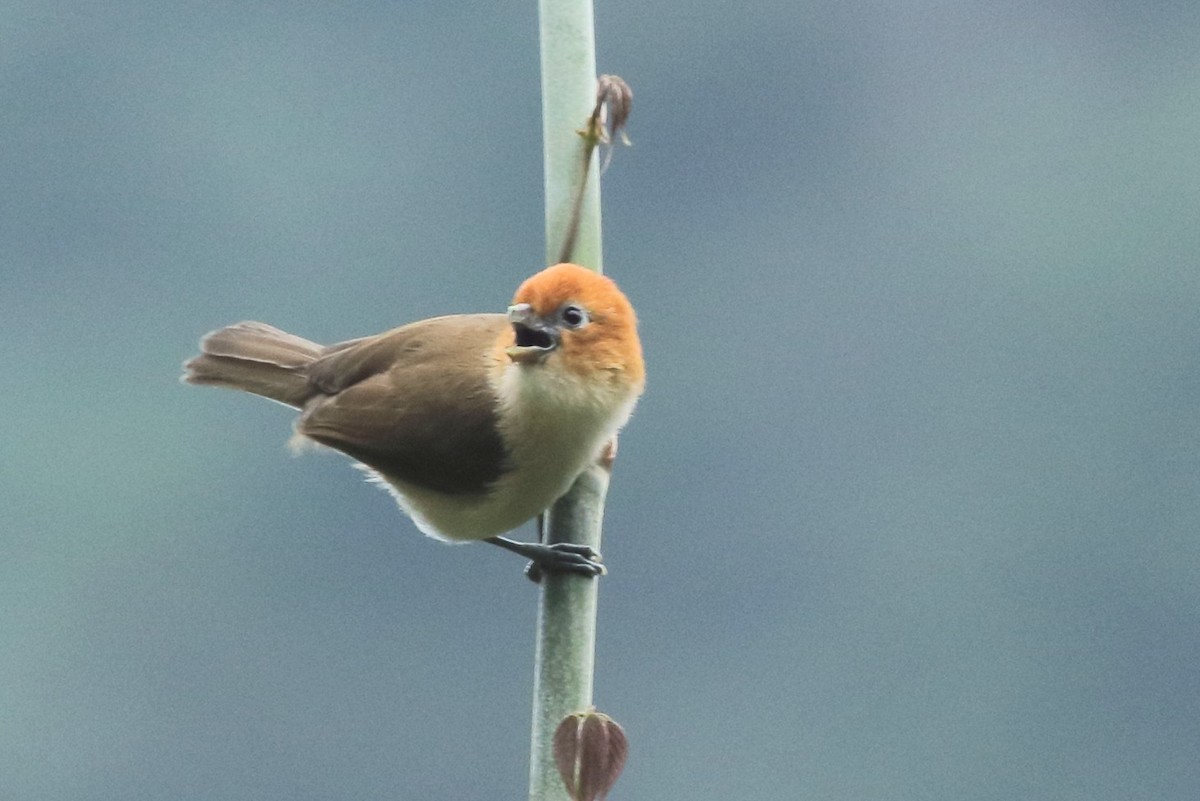 Rufous-headed Parrotbill - Rahul  Singh