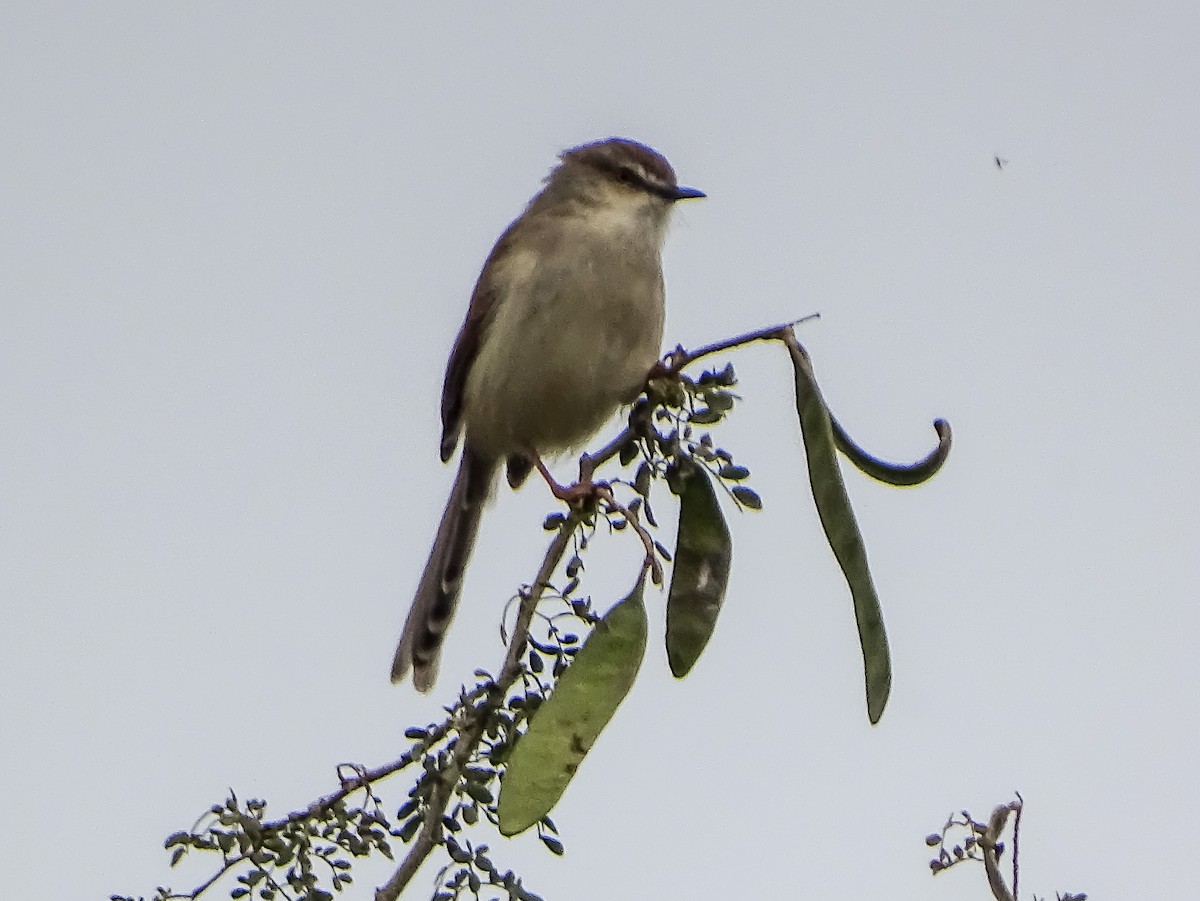 Gray-breasted Prinia - ML526129801